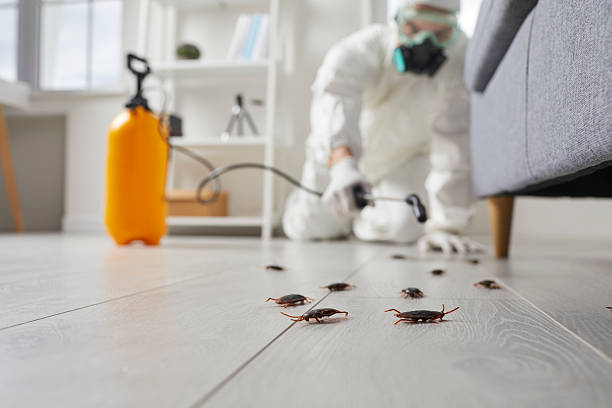 Commercial Rodent Management in Seaside
